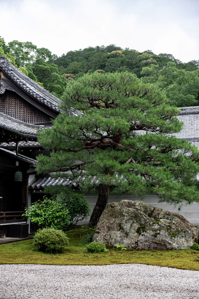 A meticulously trained Japanese black pine grows beside a large mossy boulder along the back wall of Nanzenji Hojo's Tiger Cub Crossing Garden in Kyoto.