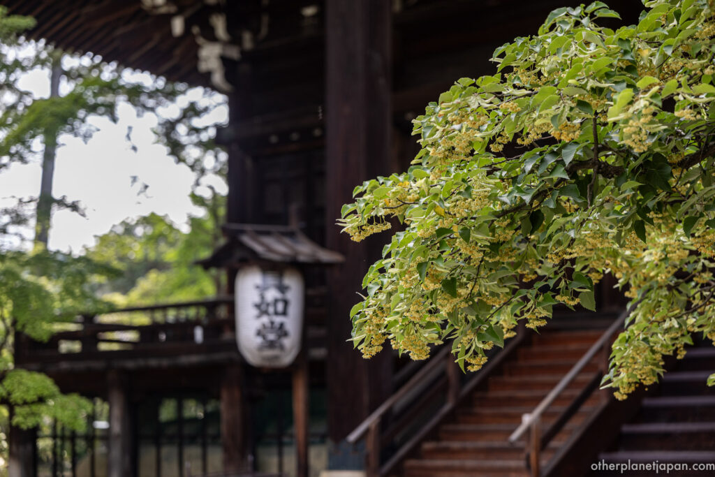 Lantern marked with the temple name hanging at the entrance to Shinnyodo's main hall, framed by spring blossoms