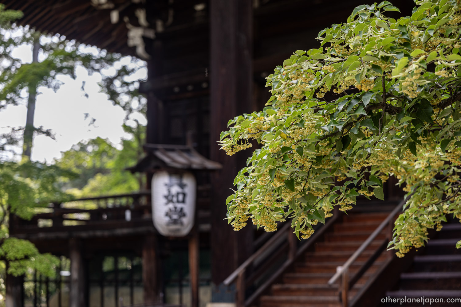 Lantern marked with the temple name hanging at the entrance to Shinnyodo's main hall, framed by spring blossoms