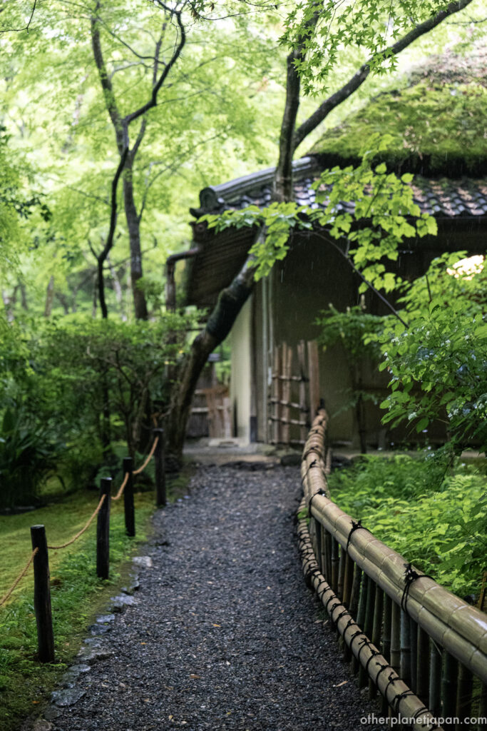 Wide view of the moss garden at Gioji Temple, with undulating moss-covered ground and slender maple trees