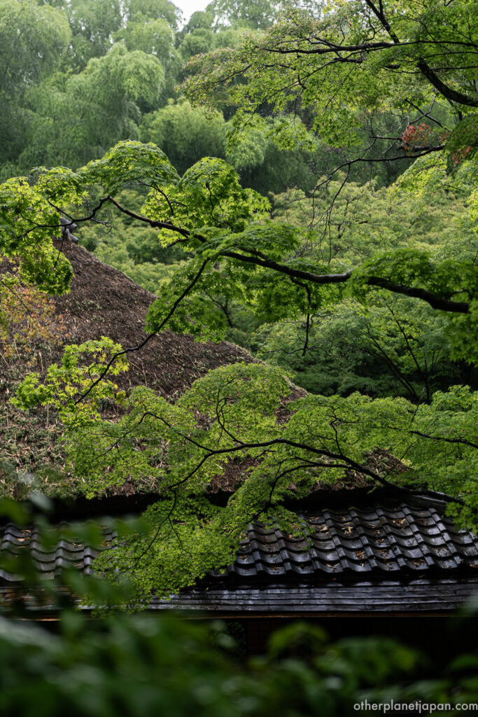Thatched roof of Gioji Temple set against layers of green maple leaves and forested hillside