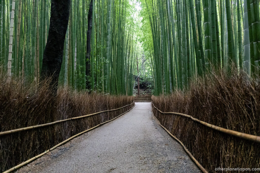 Empty walking path through the Arashiyama Bamboo Grove in Kyoto in the early morning