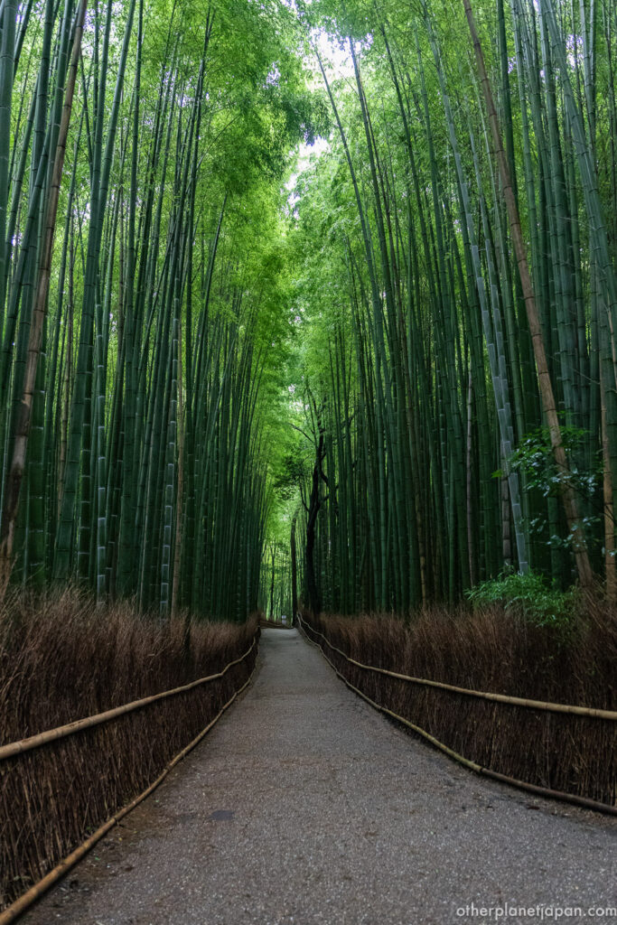 Vertical view of towering green bamboo lining the walking path in Arashiyama, Kyoto