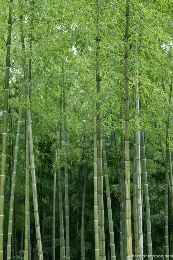 Tall moso bamboo culms with fresh green leaves in the Arashiyama Bamboo Grove