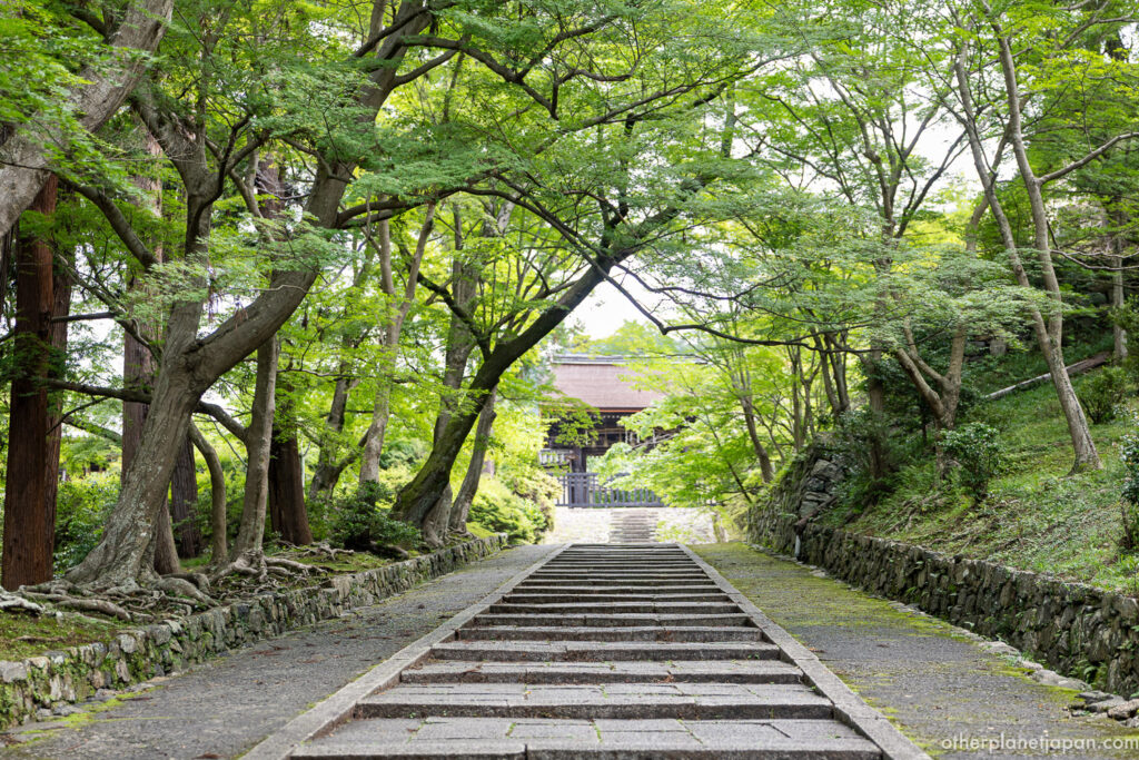 Stone-paved approach to Bishamondo Temple framed by a tunnel of lush green maples in Kyoto