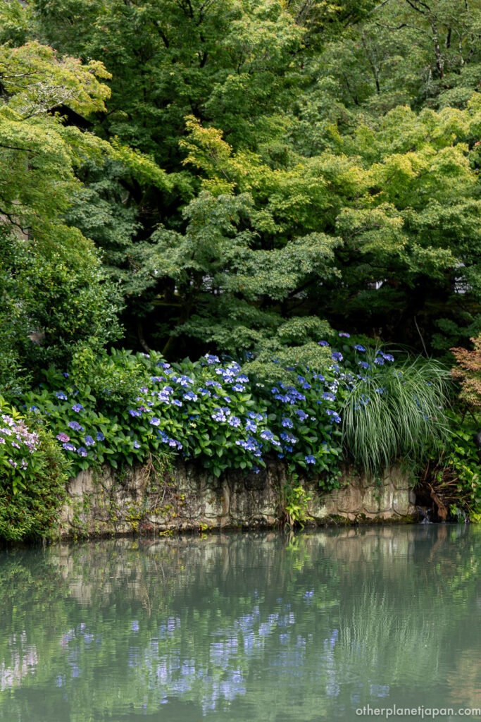 Blue hydrangeas blooming over a stone embankment and reflected in Hojo Pond at Eikando Temple, Kyoto