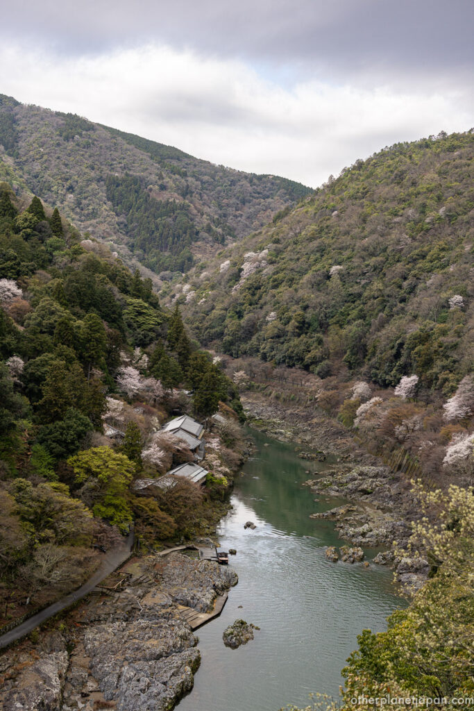 Hozu River gorge in Arashiyama with wild cherry blossoms scattered across the mountainsides in spring