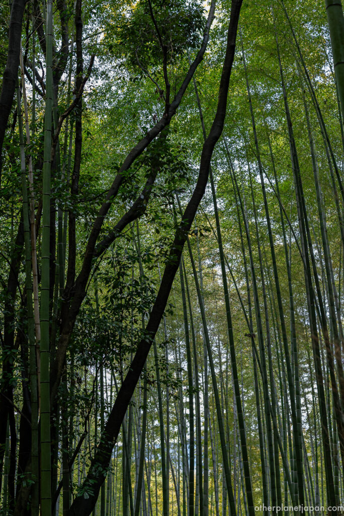 Looking up at the dense green bamboo canopy in the Arashiyama Bamboo Grove, Kyoto