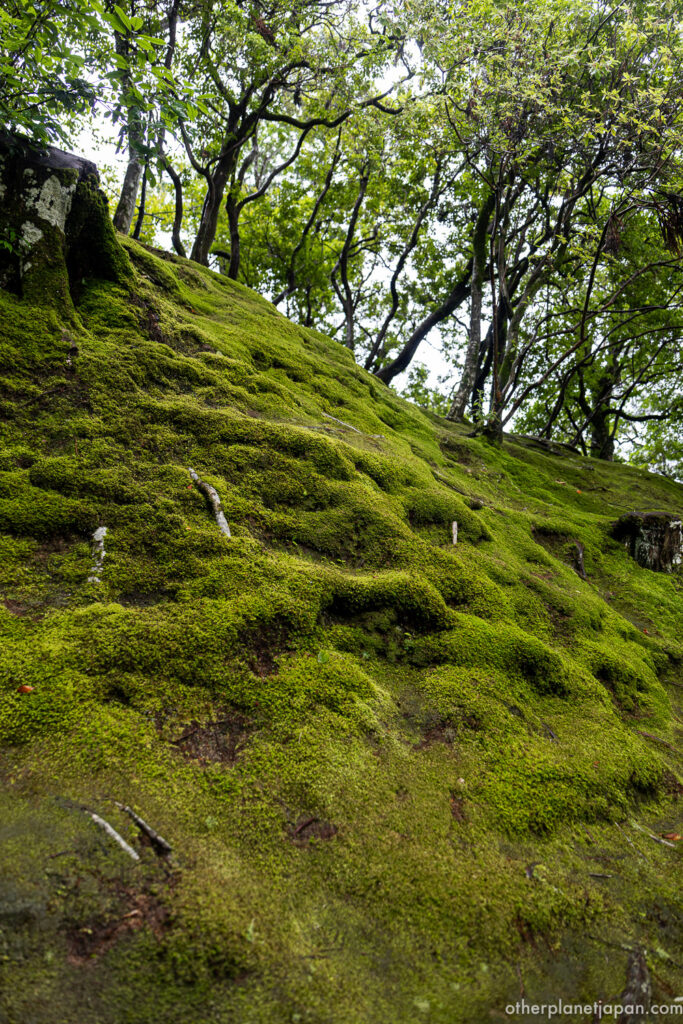 A steep slope of vivid green moss rising toward a forest canopy at Ginkakuji, Kyoto