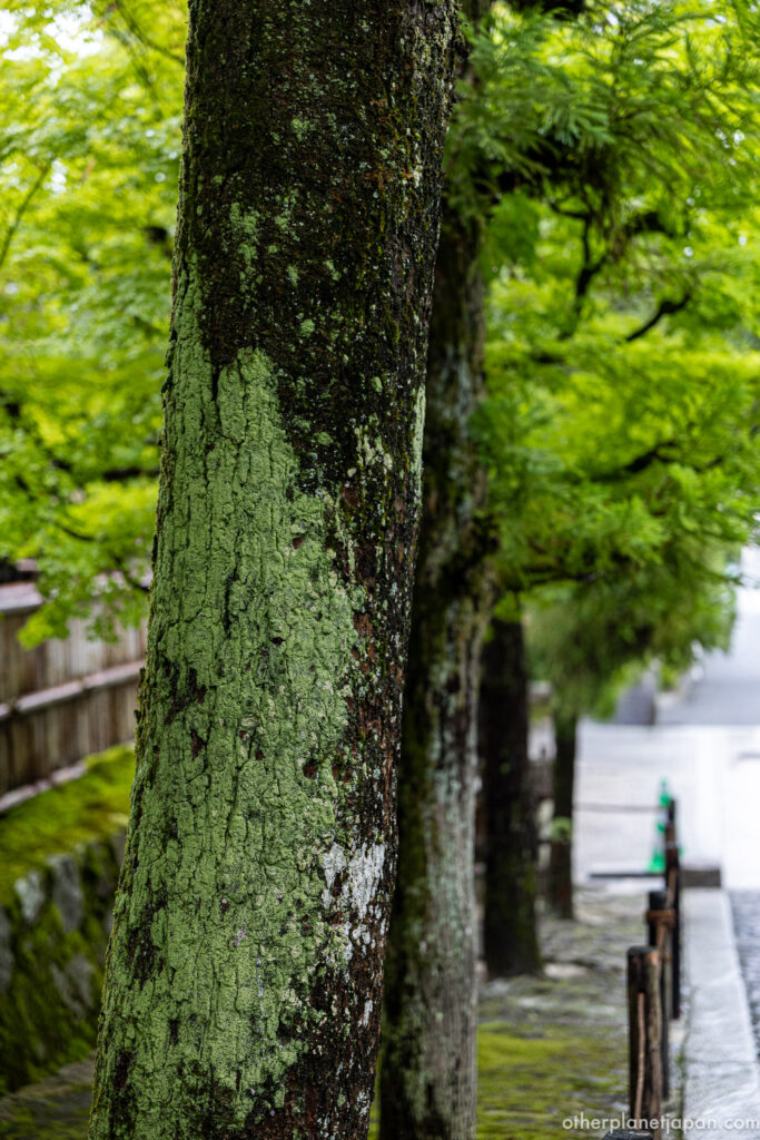reen lichen coating the trunks of trees lining a wet sloping approach near Ginkakuji, Kyoto