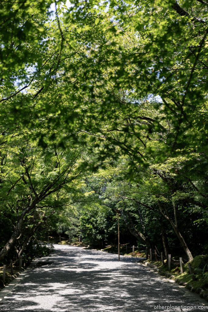 Peaceful tree-lined gravel path with dappled light near Ryoanji on the Kinukake-no-Michi