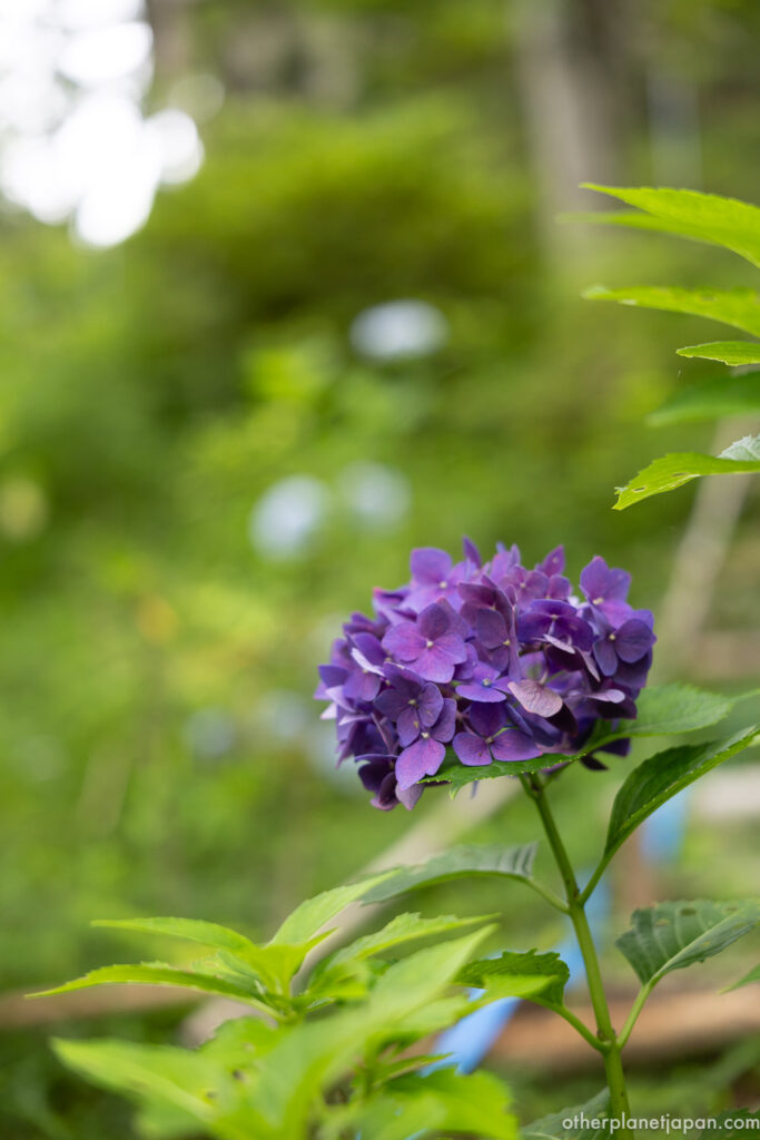 Close-up of a purple hydrangea bloom in a summer garden at Bishamondo Temple, Kyoto