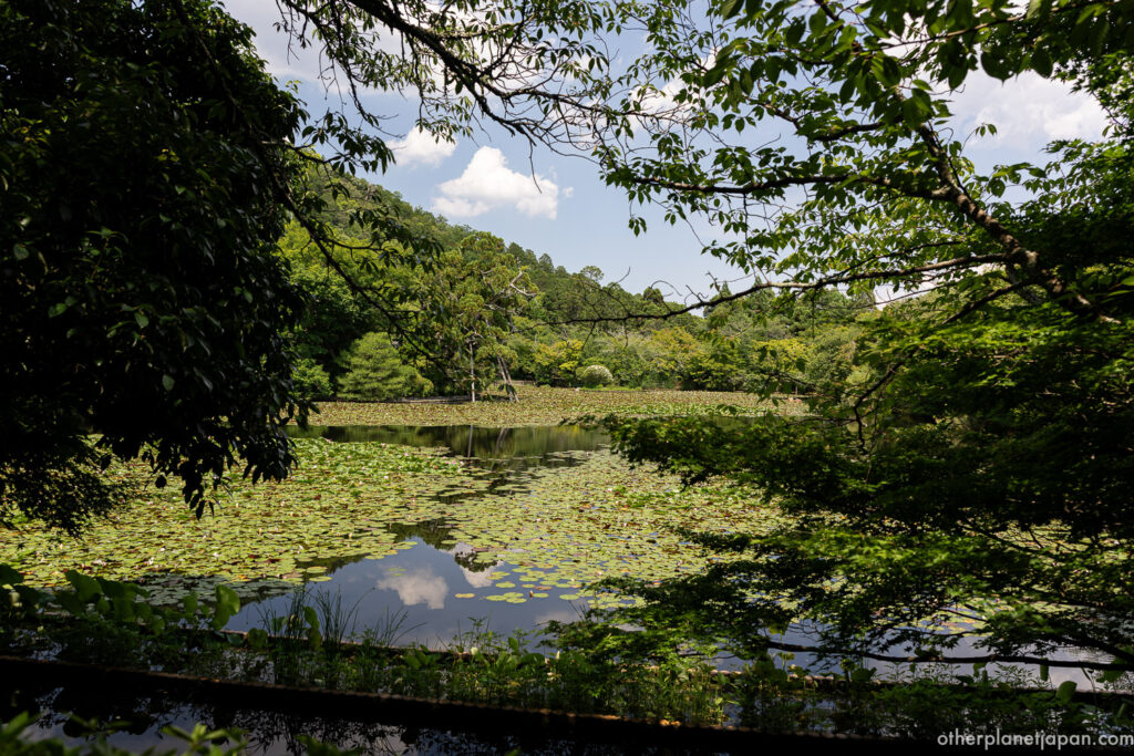 Kyoyochi Pond carpeted with summer water lilies and reflections at Ryoanji Temple