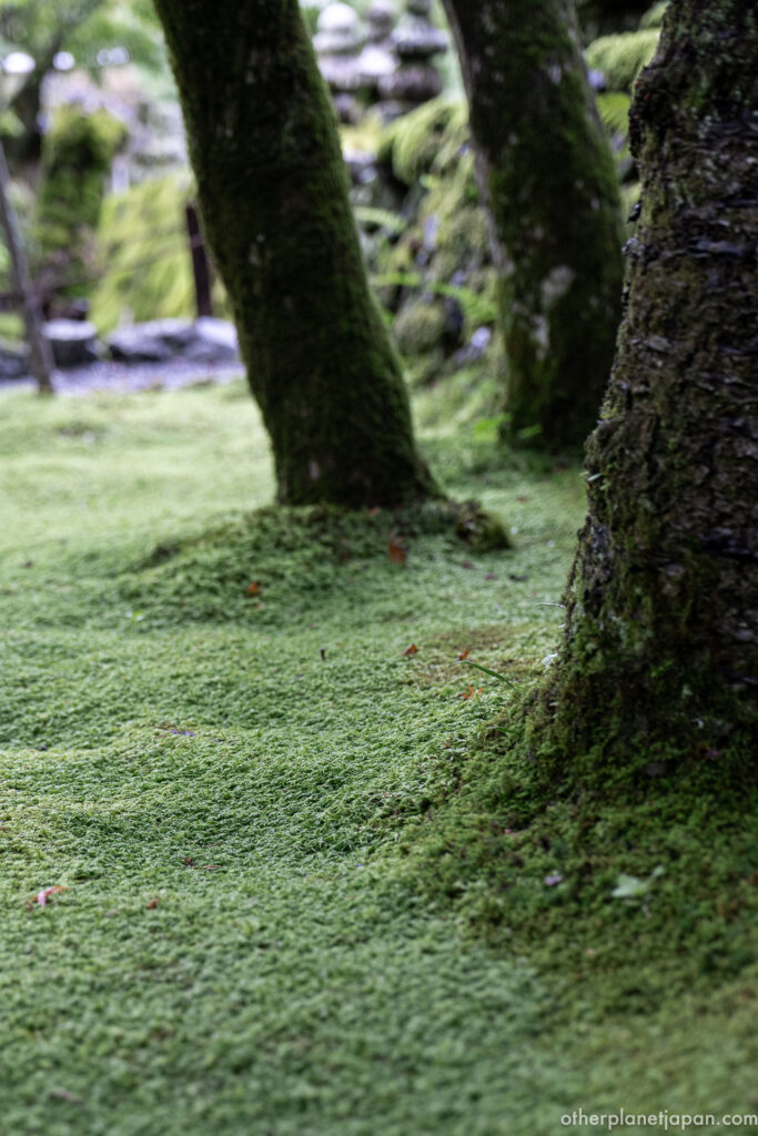 Soft green moss carpet spreading between tree trunks at a Buddhist temple in Sagano, Kyoto