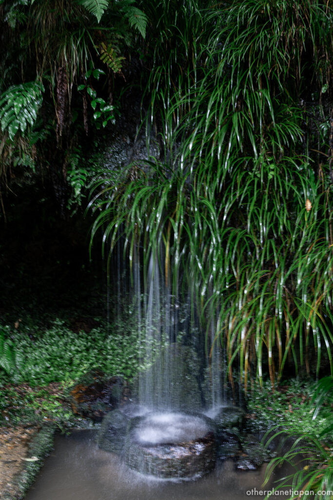 Small waterfall flowing through ferns and greenery on the grounds of Otagi Nenbutsuji, Kyoto