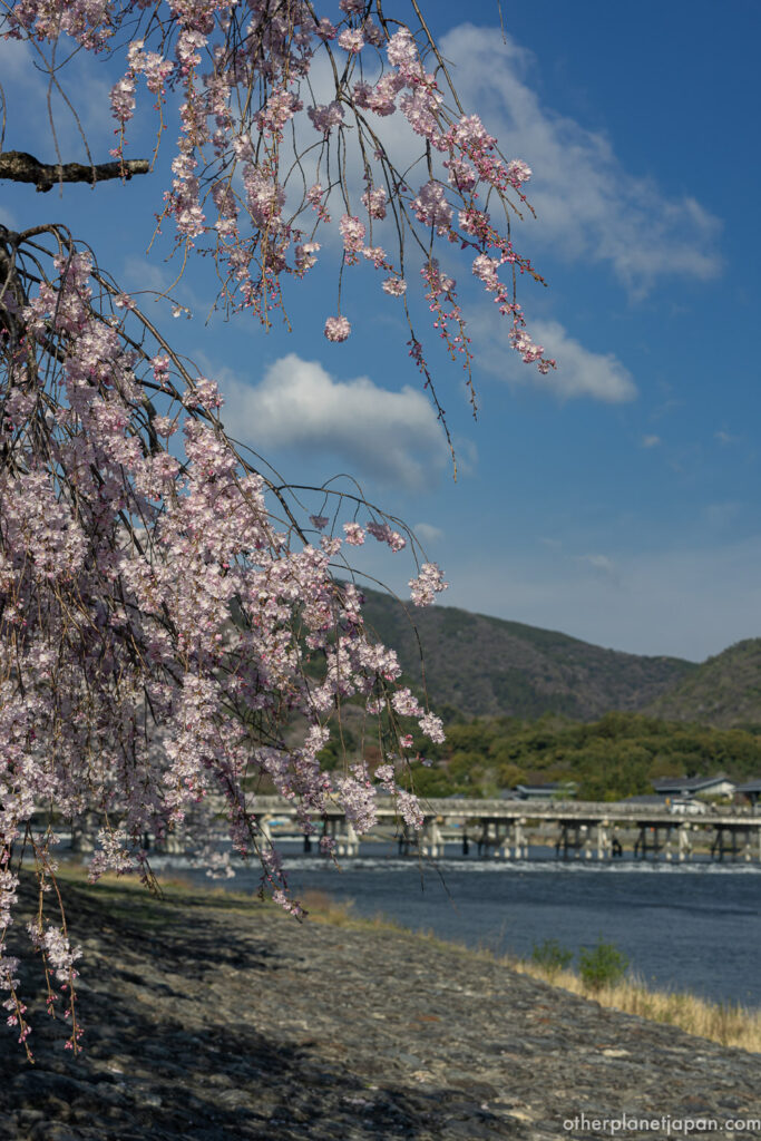 Weeping cherry blossoms framing Togetsukyo Bridge over the Katsura River in Arashiyama, Kyoto