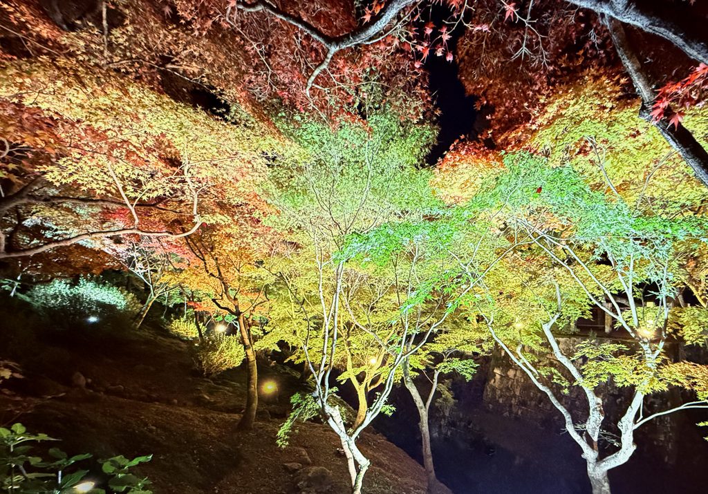 Colorful illuminated maple leaves at night during the autumn evening viewing at Tofukuji Temple