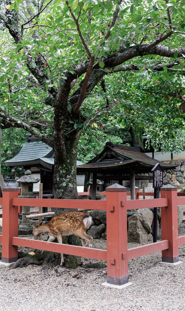 Auxiliary shrine buildings and a cherry tree inside the grounds of Himuro Shrine, Nara