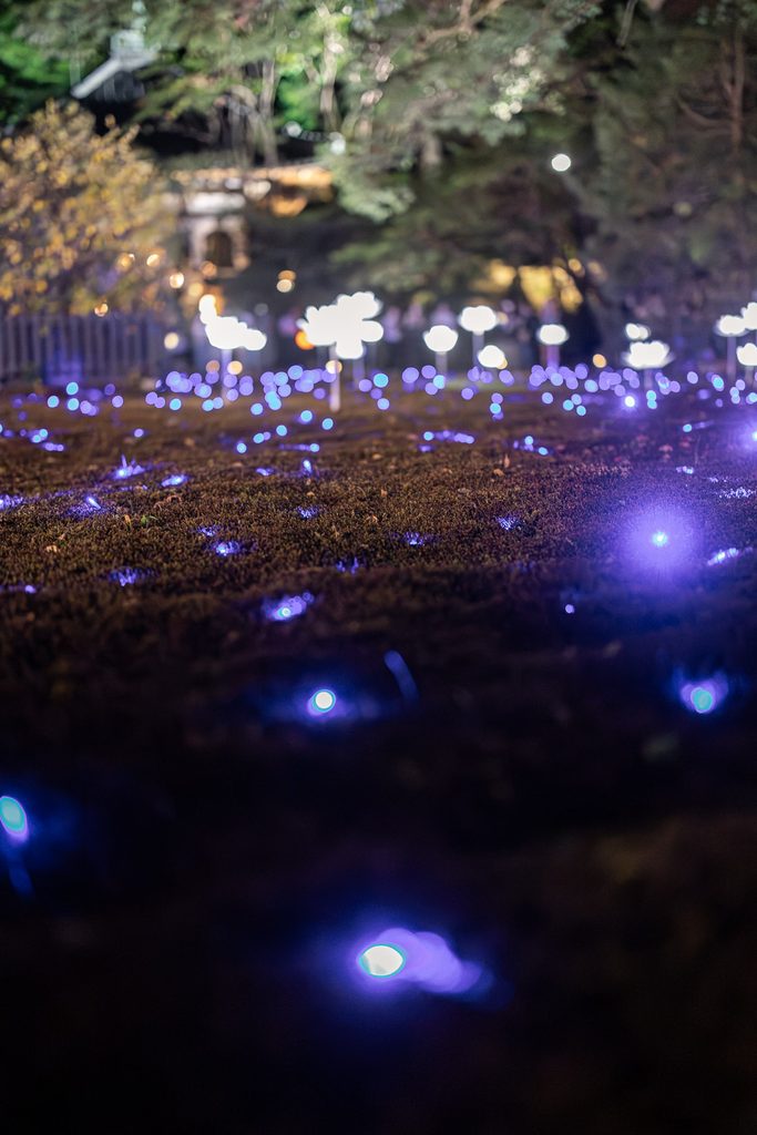 Close-up of blue lights glowing on moss at Shoren-in Temple at night, with white lotus-shaped lamps behind