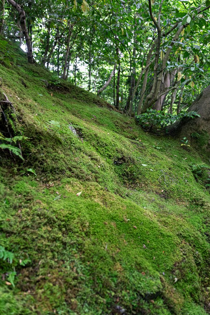 Moss slope in the gardens of Rurikoin Temple
