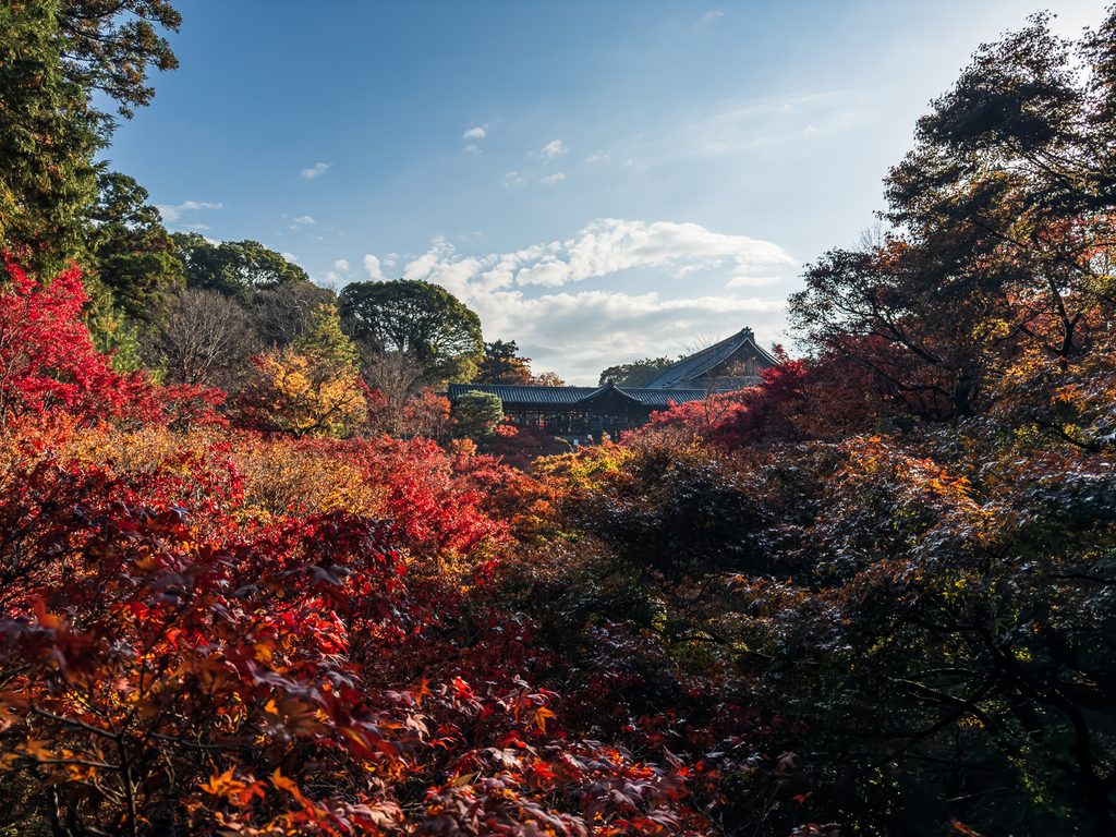 Autumn valley view with temple rooftops and blue sky at Tofukuji Temple in Kyoto