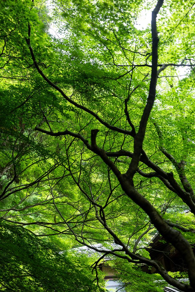 Fresh green maple canopy above Rurikoin Temple in Yase, Kyoto