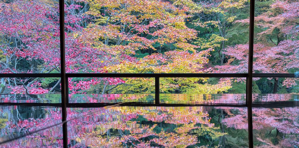 Autumn yuka-momiji reflected on the polished table at Rurikoin Temple in late November