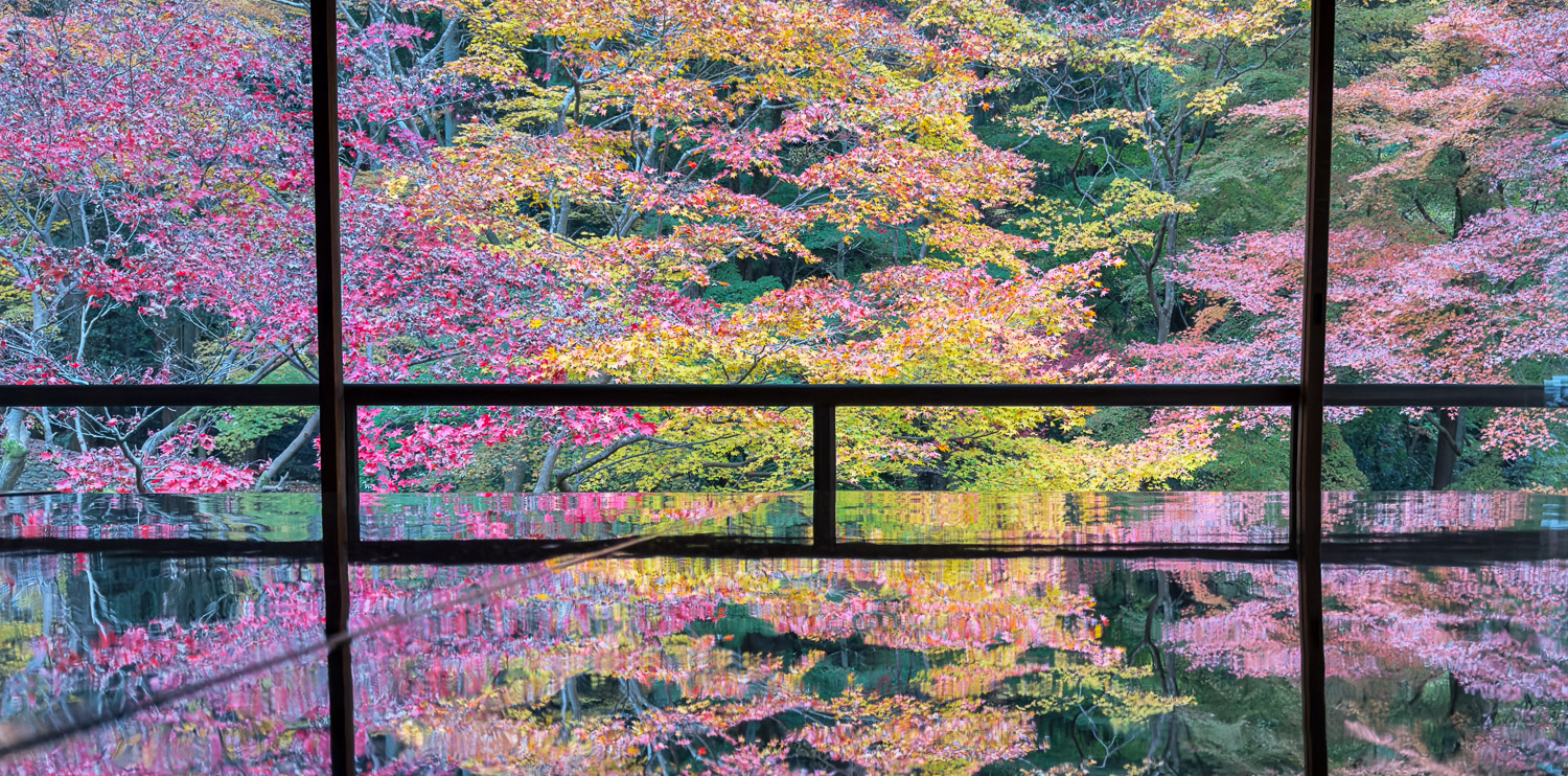 Autumn yuka-momiji reflected on the polished table at Rurikoin Temple in late November