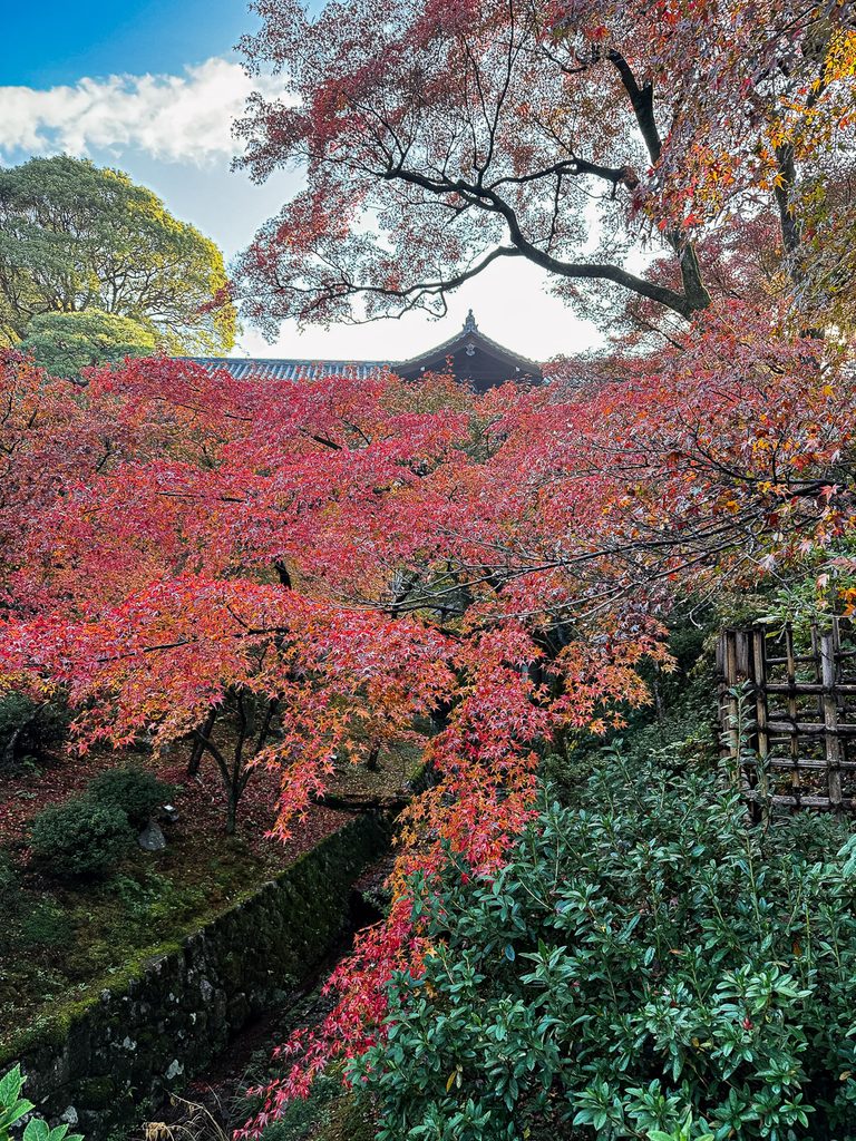 Autumn maple canopy in front of the temple halls at Tofukuji Temple in Kyoto