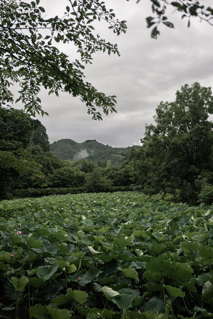 Ogura Pond covered edge to edge with lotus leaves below misty hills in Arashiyama