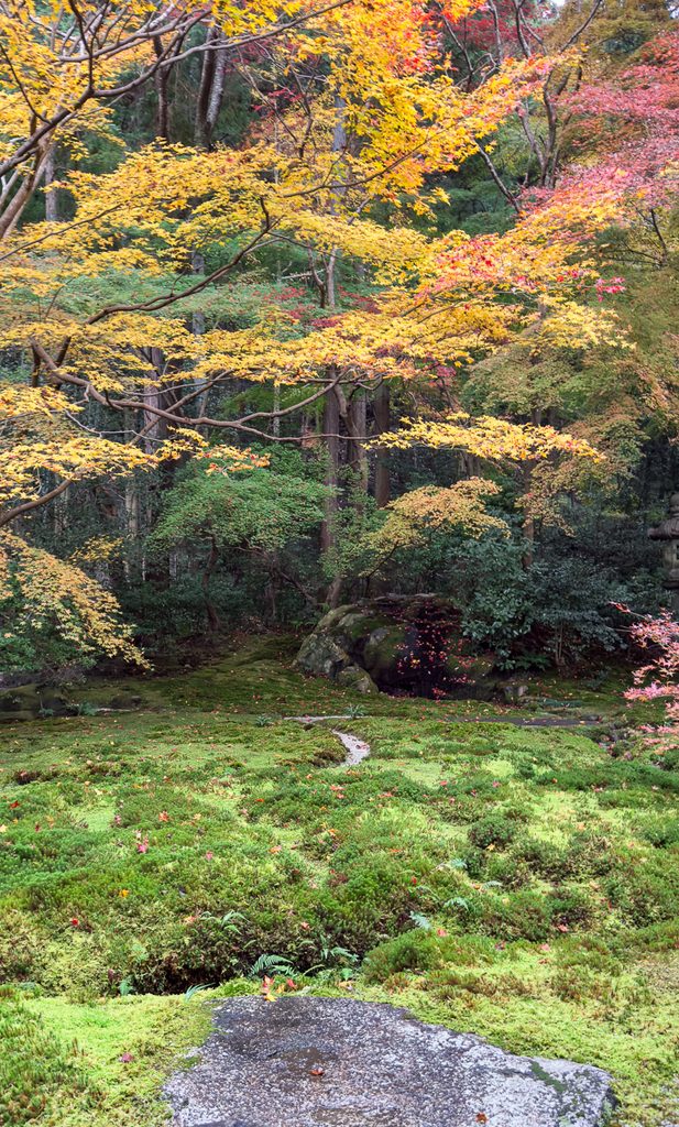 Yellow and red maples above the moss garden at Rurikoin in autumn