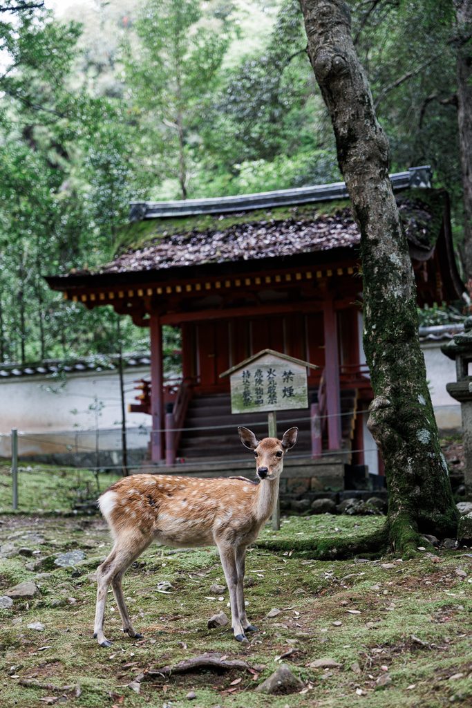 Wild deer standing in front of an old shrine building in Nara Park
