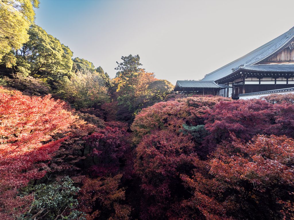 Red maple leaves filling the ravine below the white-walled temple halls at Tofukuji