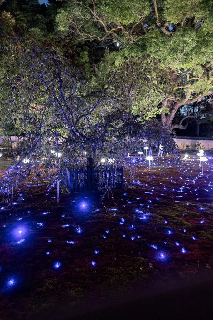 Blue lights scattered across the moss garden during the Shoren-in Temple night illumination in Kyoto