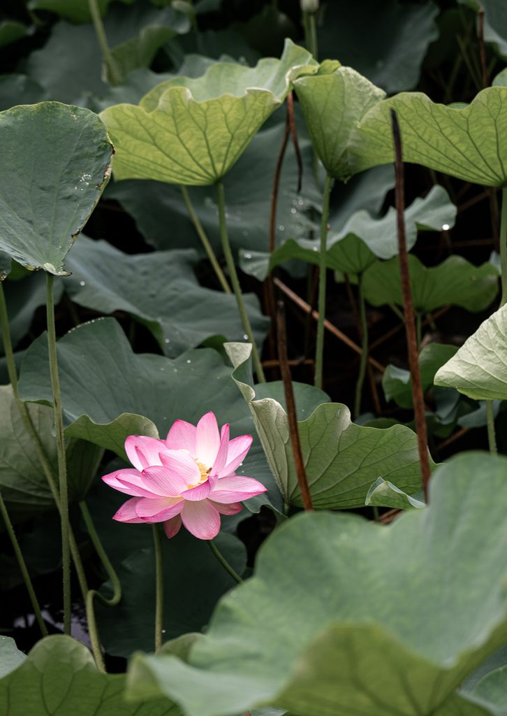 A single pink lotus flower open among broad green leaves at Ogura Pond in July