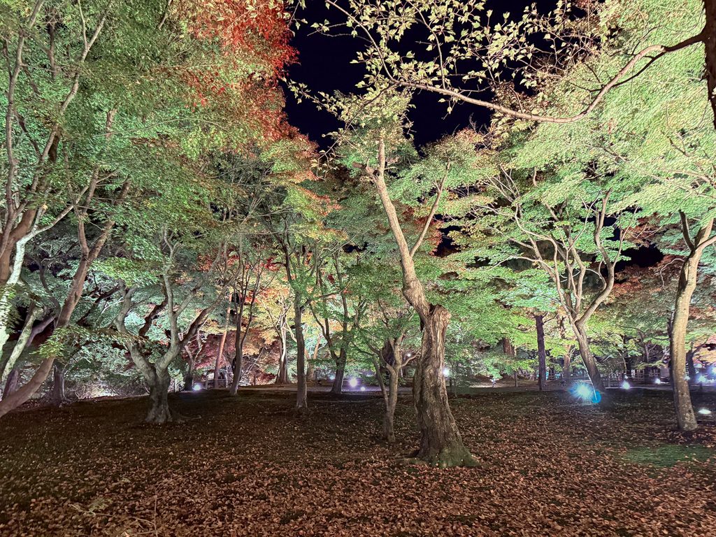 Illuminated autumn maple trees at night during the Tofukuji Temple evening viewing