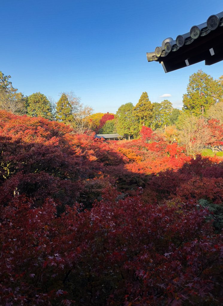Sea of red maple leaves under blue sky with Tsutenkyo Bridge at Tofukuji Temple