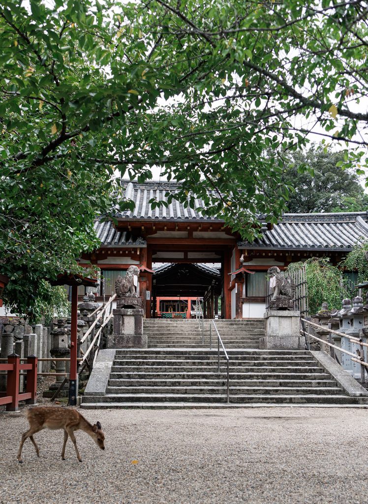 The stone steps and gate of Himuro Shrine in Nara, with a deer walking past