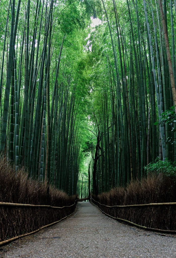 An empty gravel path running between towering green bamboo in Arashiyama, Kyoto