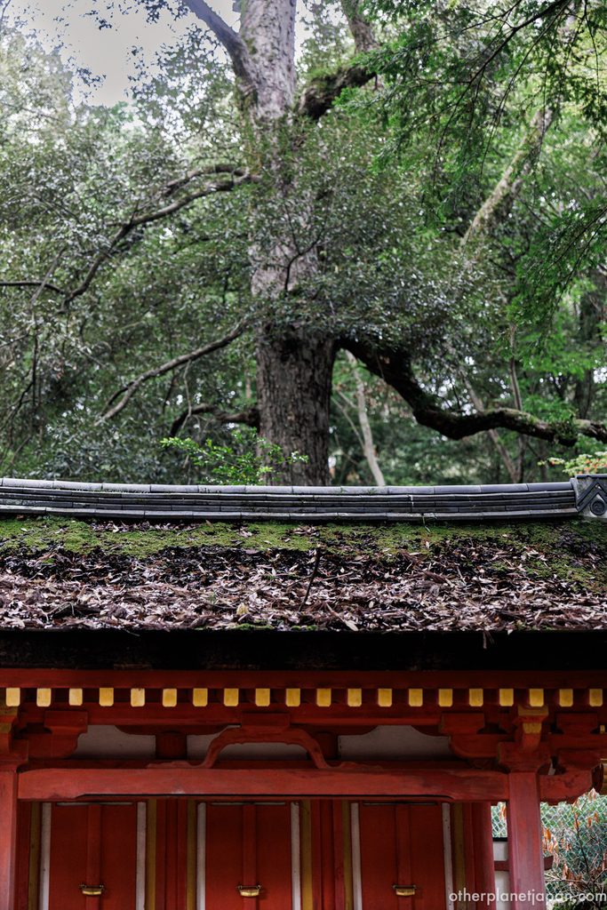 Moss and fallen leaves on the roof of the Kamakura-period Sumiyoshi-sha at Tamukeyama Hachimangu Shrine