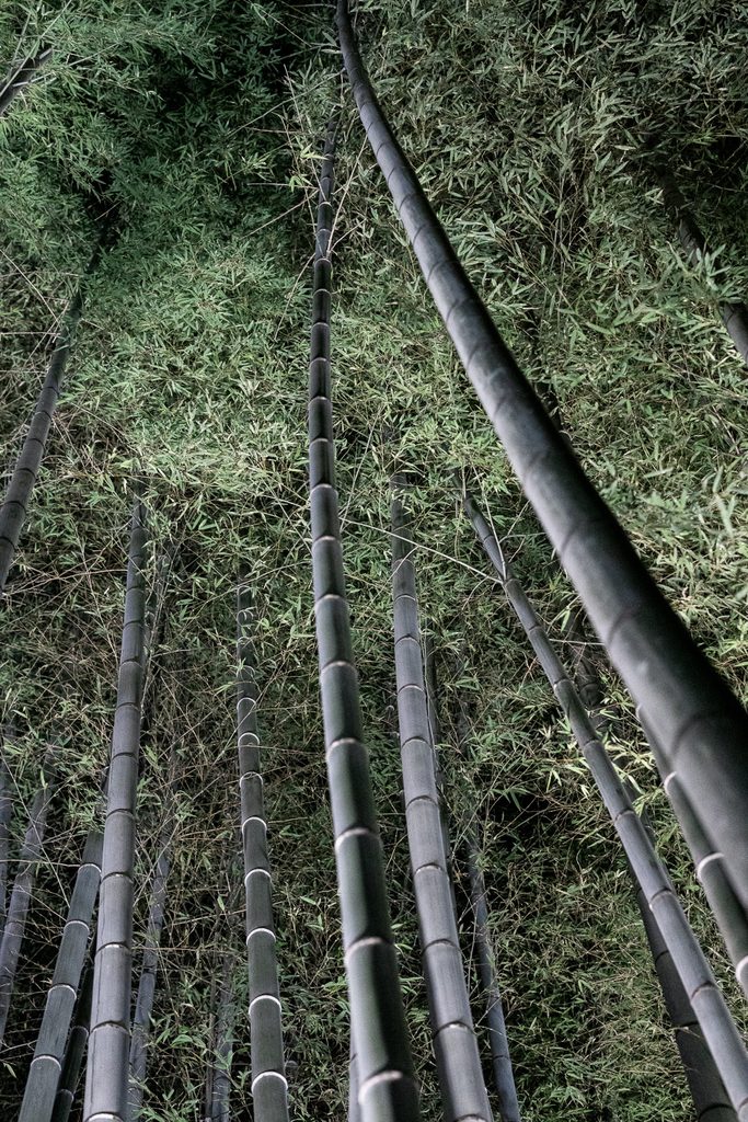 Looking up through tall bamboo stalks in the grove at Shoren-in Temple