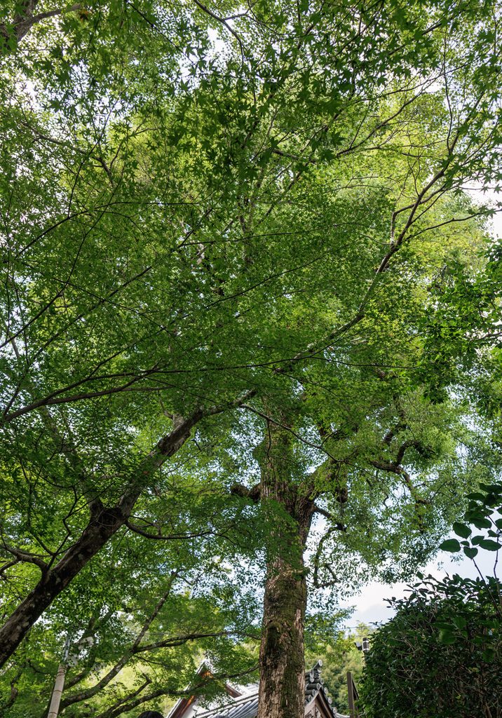 Sunlight through the branches of a large maple above the roofline at Suzumushi-dera Temple, Kyoto