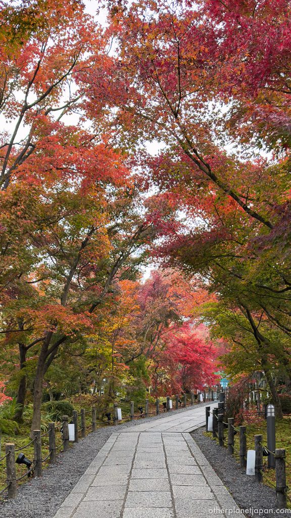 Stone-paved approach under a canopy of red and orange maples at Eikando Temple in autumn, Kyoto