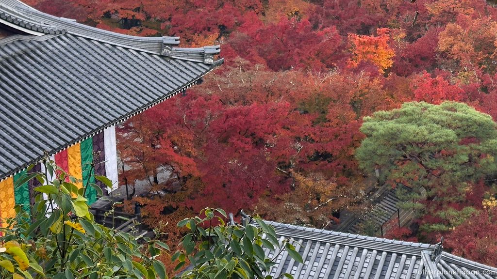 Gray tiled temple roofs and a hillside of red autumn maples seen from above at Eikando Temple, Kyoto
