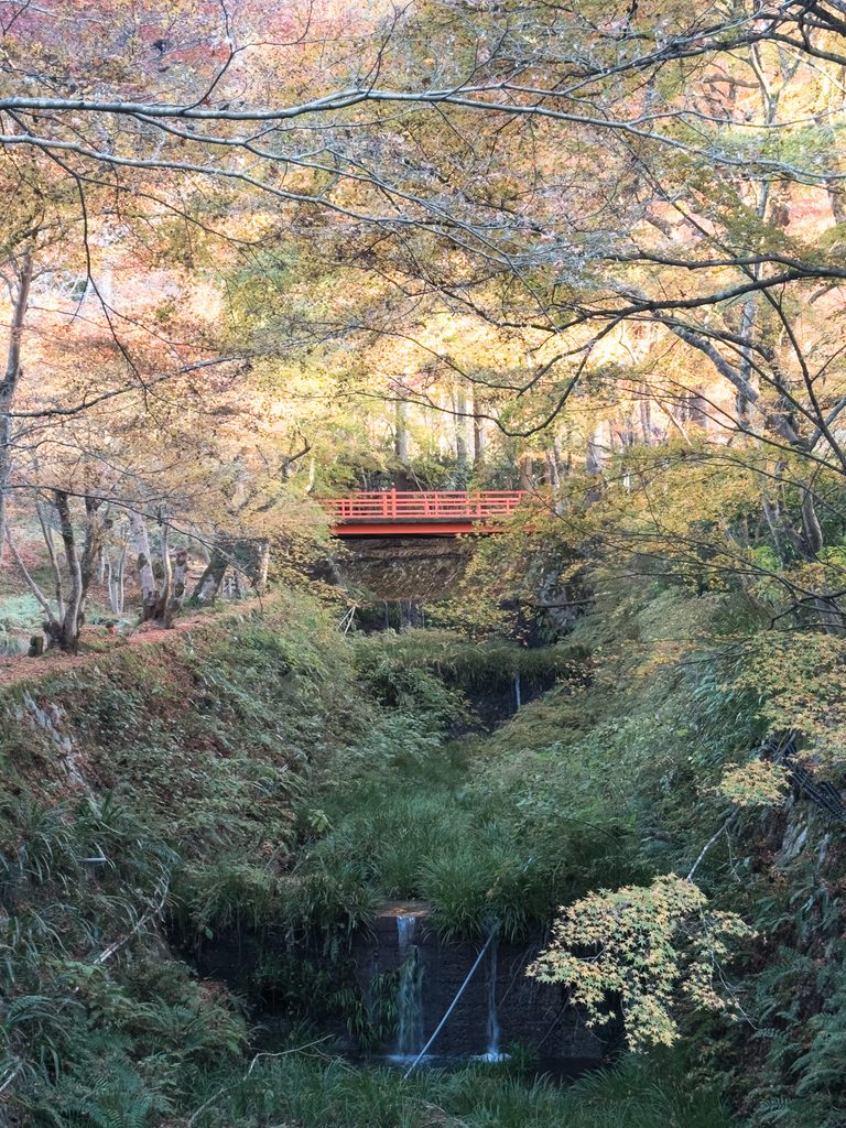Vermilion footbridge above a small waterfall in a fern-filled ravine under autumn maples near Sanzenin Temple