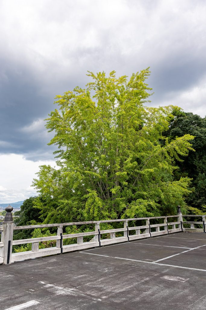 White painted lines on the paved stage at Horinji Temple Arashiyama beside a large ginkgo tree