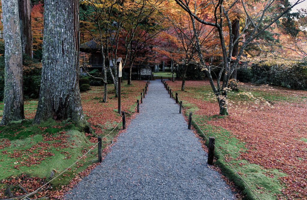 Gravel path bordered by rope fences through moss covered in fallen maple leaves under autumn trees at Sanzenin Temple