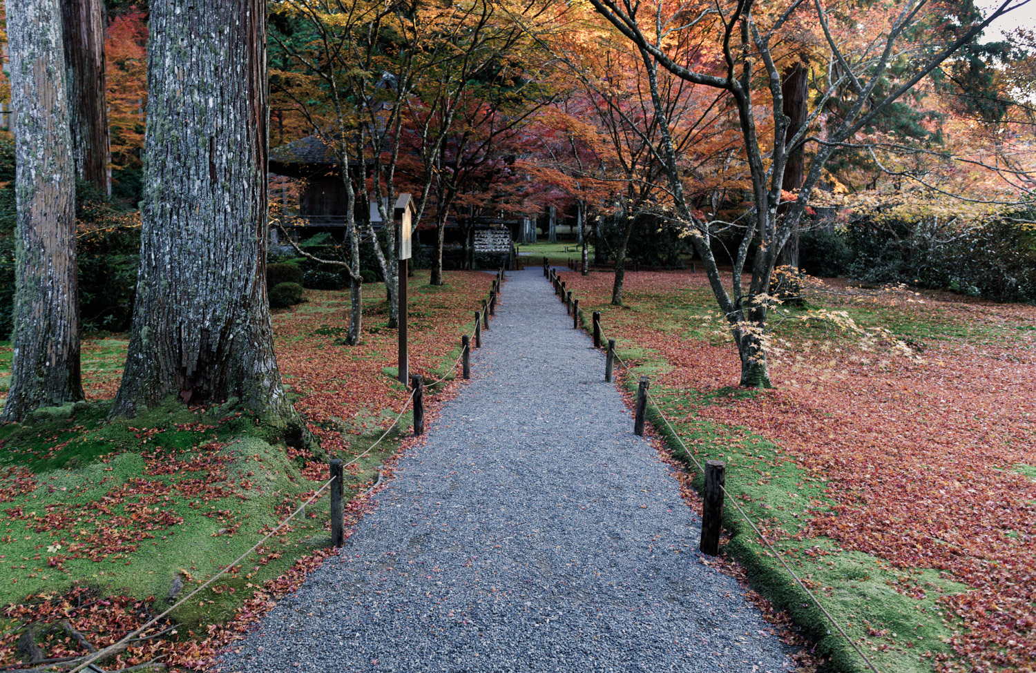 Gravel path bordered by rope fences through moss covered in fallen maple leaves under autumn trees at Sanzenin Temple