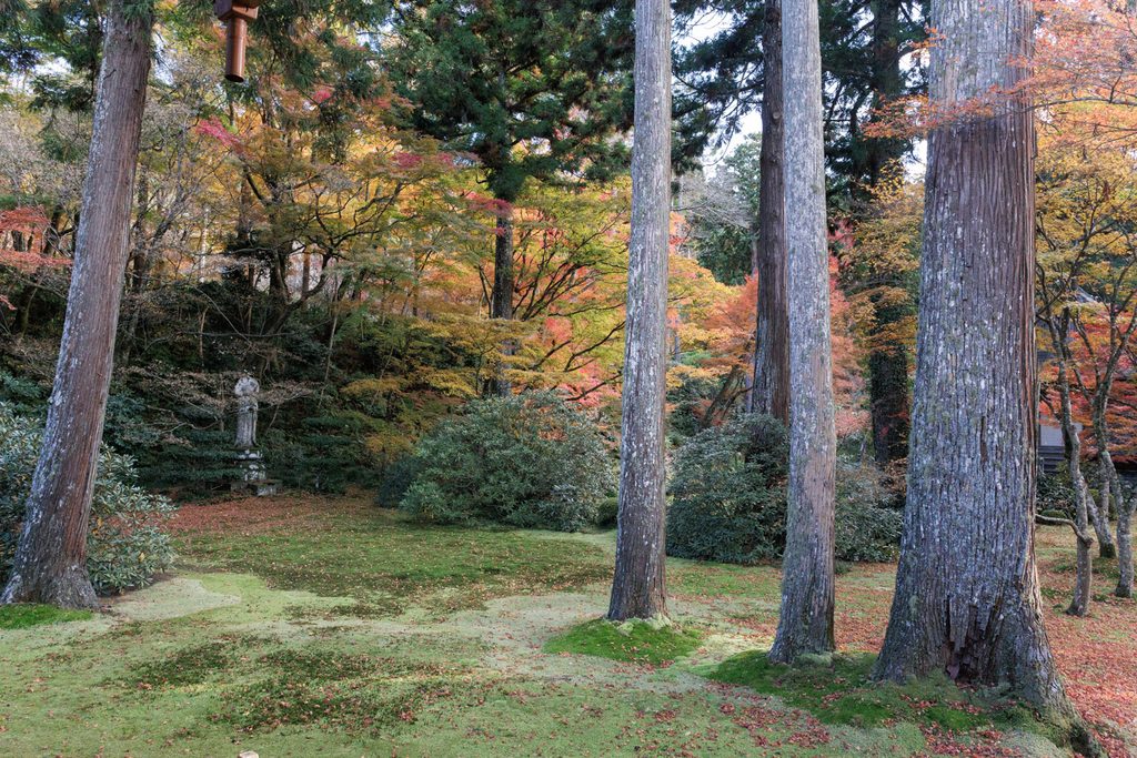 Tall cedar trunks rising from the moss of Yuseien Garden with autumn maples and a stone statue at Sanzenin Temple
