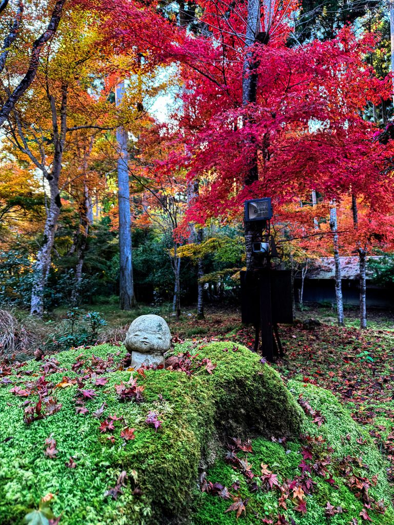 Smiling Warabe Jizo stone statue nestled in moss with fallen maple leaves and red autumn trees at Sanzenin